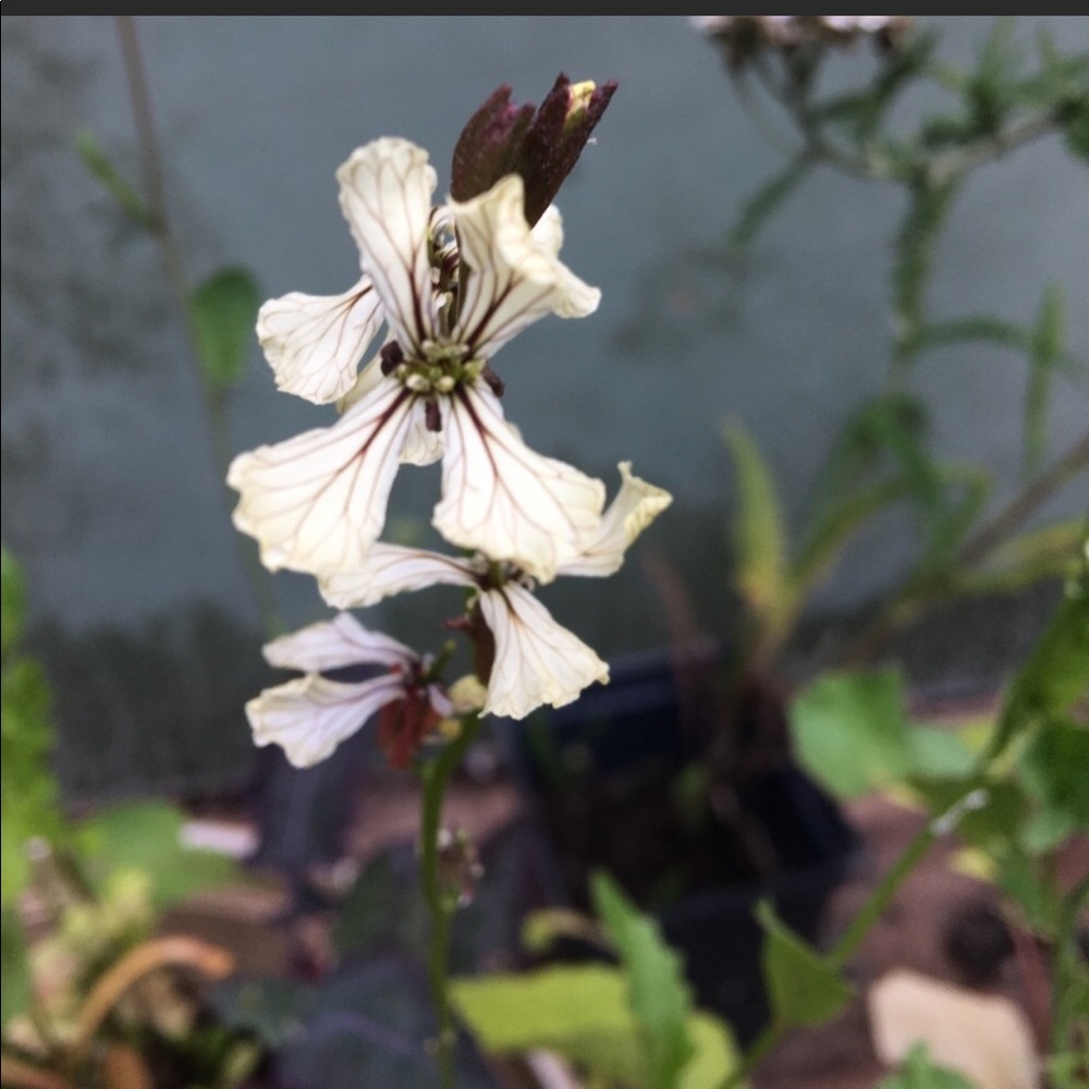 Arugula: SEEDS